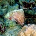 cuttlefish_reef_is_v_0705_png0947.jpg
